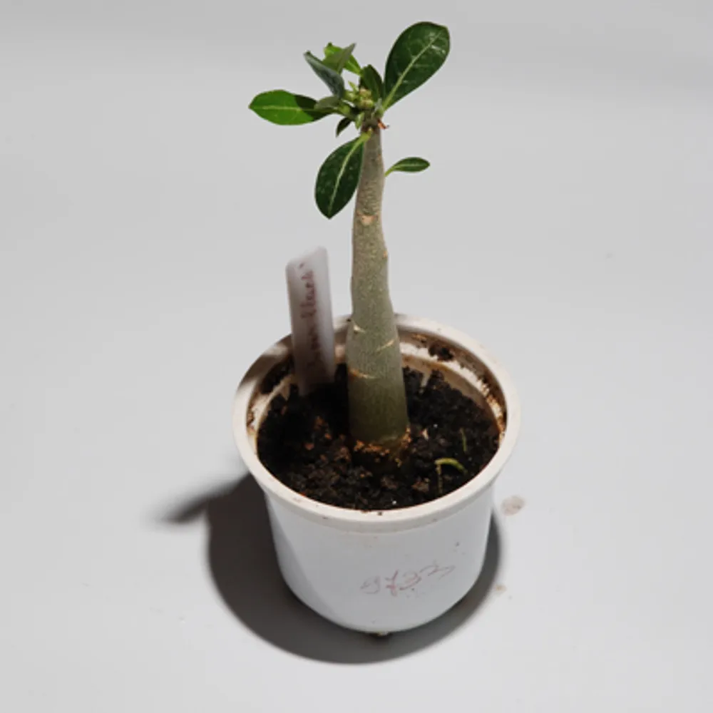 Adenium Obesum Super Black
