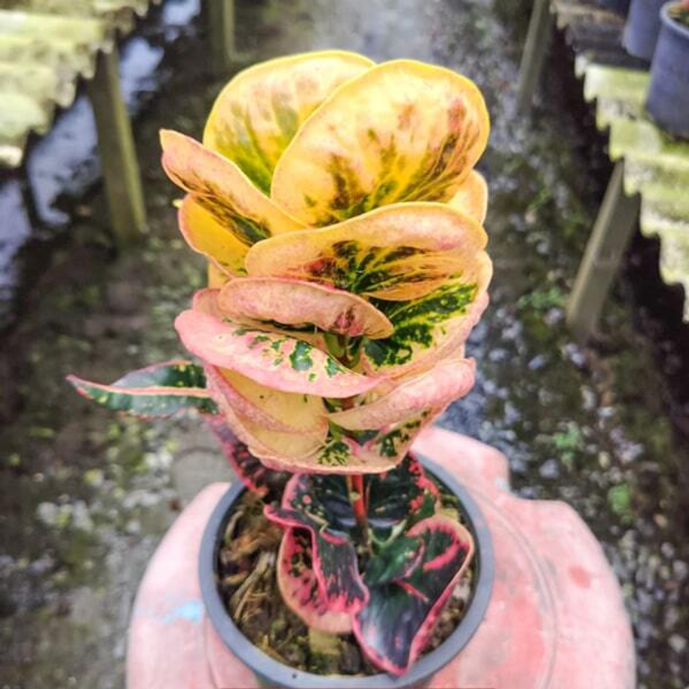 Кротон PINK LADY (K98)