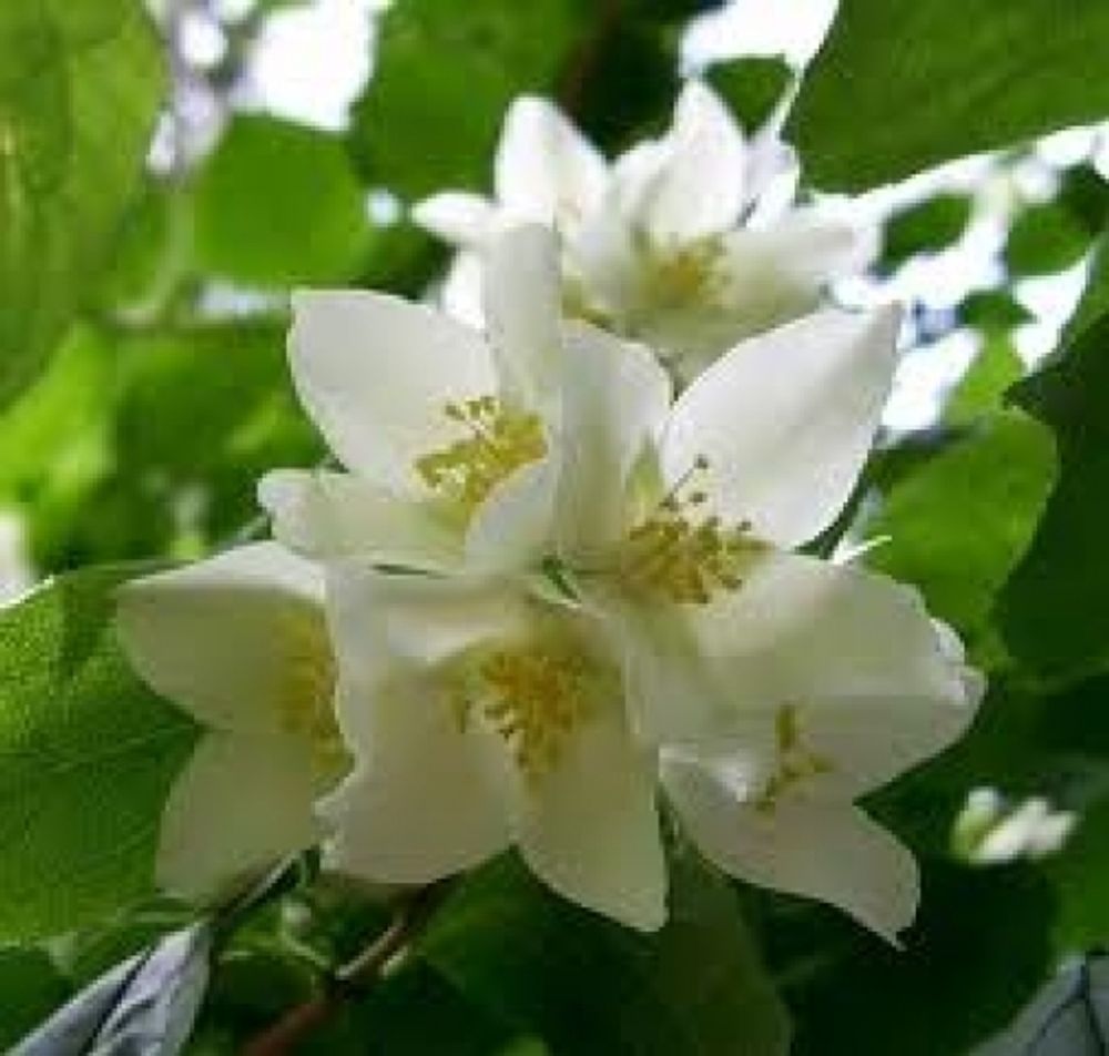 Дебютный аромат от «Lovestruck Floral Rush»