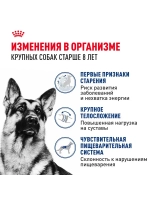 Royal Canin Maxi Adult 8+ (РоялКанин Макси Эджен 8+)для стареющих собак крупных пород (весом от 26 до 44 кг) в возрасте 8 лет и старше 15кг