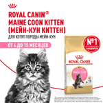 Royal Canin Maine Coon Kitten Киттен Мейн Кун Корм сухой для котят породы Мэйн Кун в возрасте от 4 до 15 месяцев 10кг