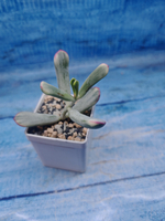 Сotyledon Orbiculata variegata (Котиледон)
