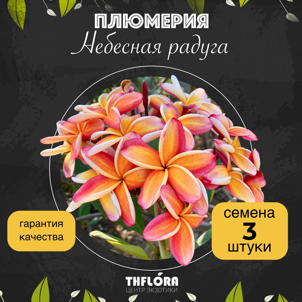 Плюмерия "Небесная радуга" семена 3 штуки