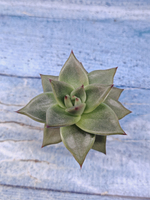 Echeveria Agavoides (Эхеверия)