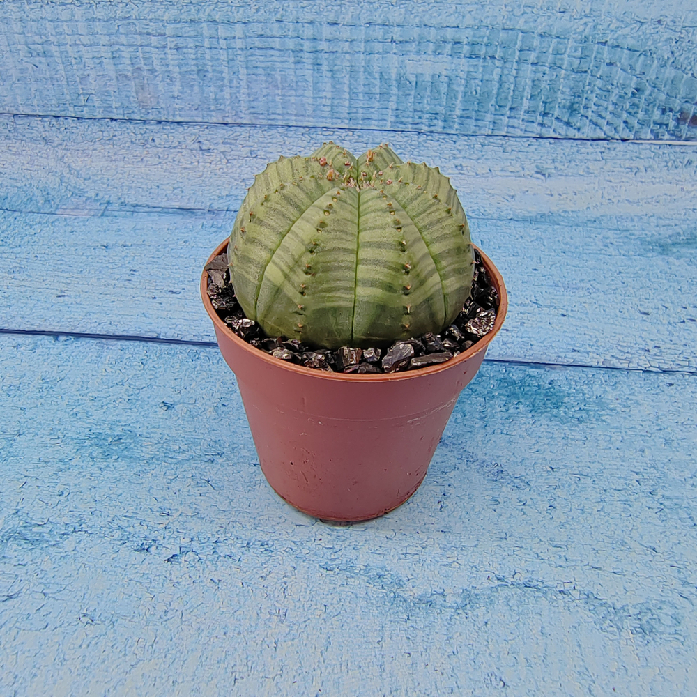 Euphoria Obesa (Эуфорбия)