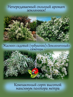 Жасмин Земляничный садовый чубушник ароматный