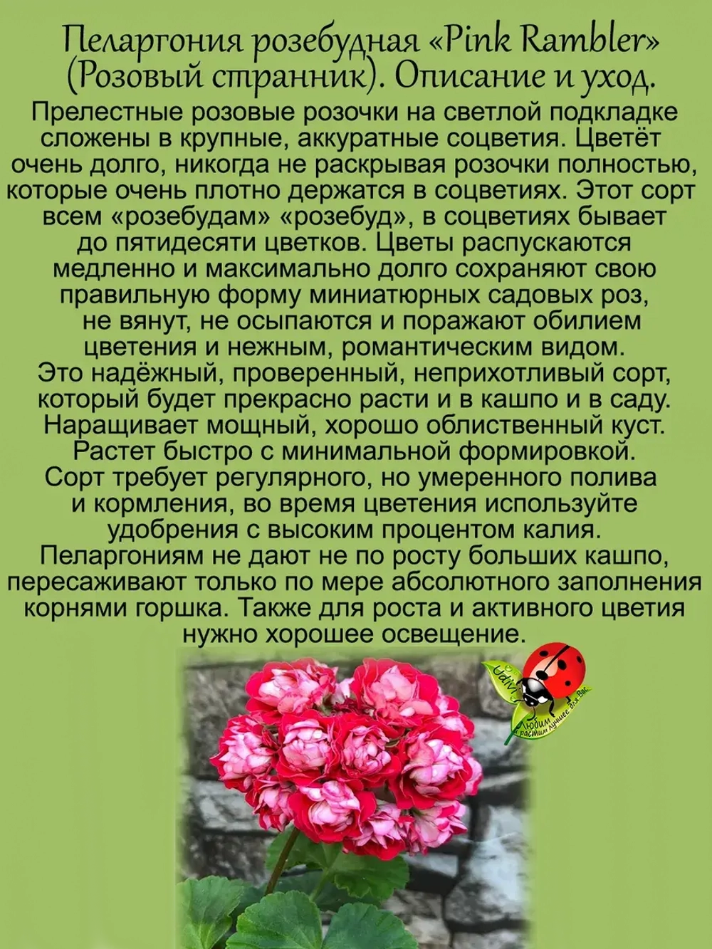 Пеларгония Розовый странник розебудная Пинк Рамблер