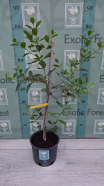 Psidium Cattleyanum