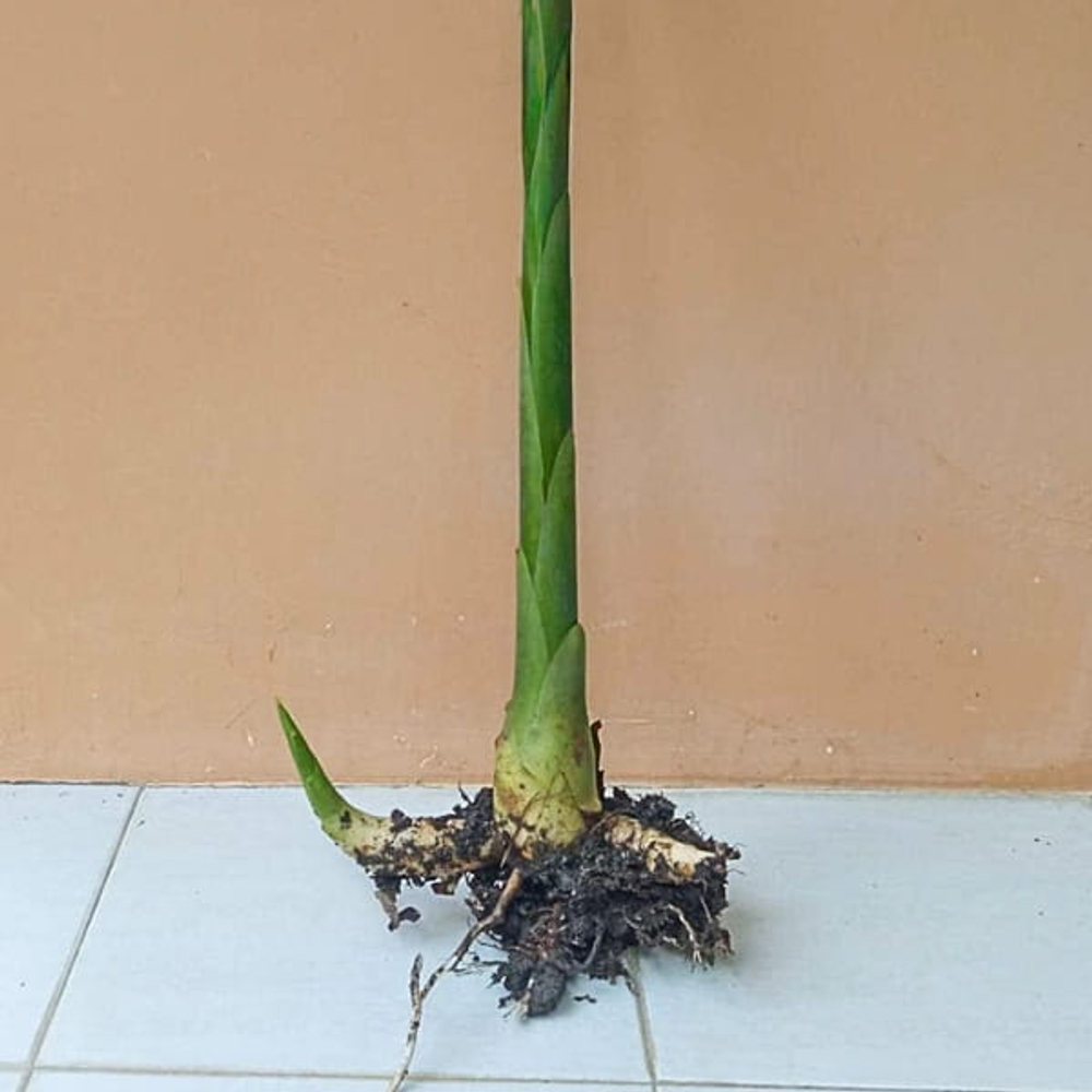 Геликония BIHAI BIG BUD RED (Н98)