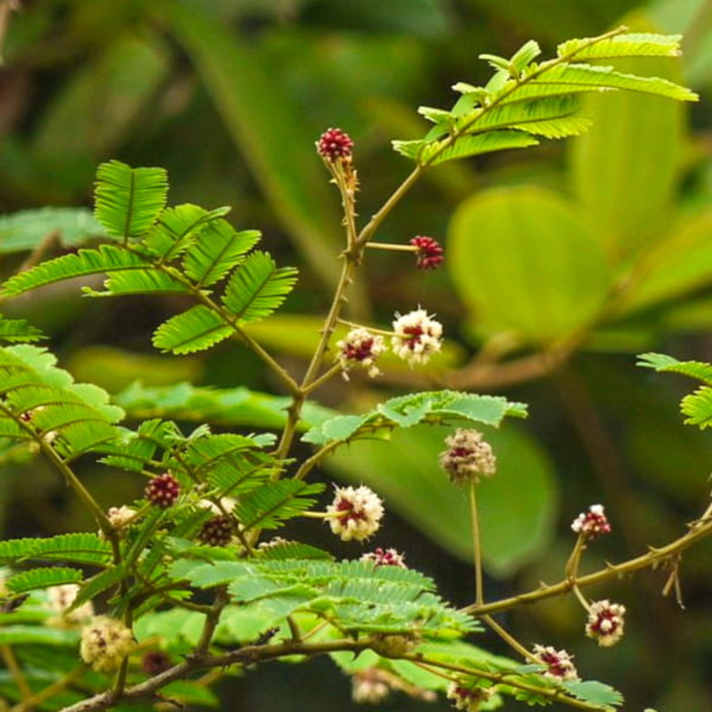 Акация кончинна – Acacia concinna