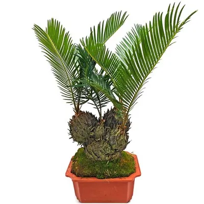Саговник поникающий Cycas revoluta в горшке - фото 2