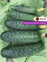 Огурец Ситер F1 (15шт.)