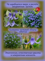 Клематис Ольга кустовой