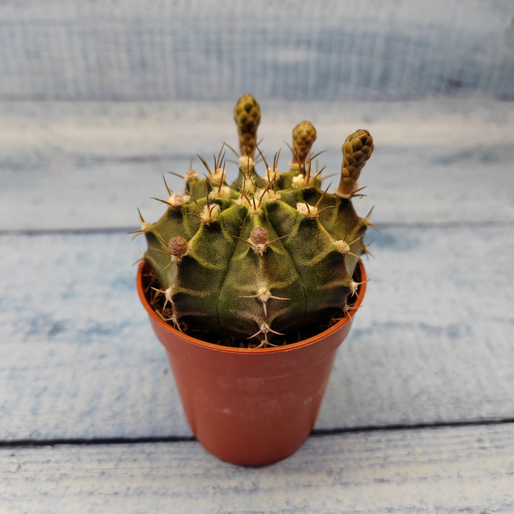 Gymnocalycium Friedrichii (Гимнокалициум)