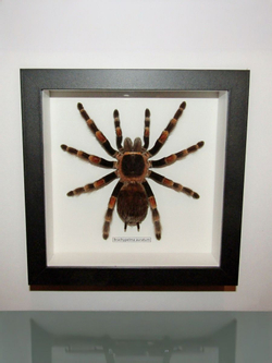 Паук-Птицеяд Brachypelma aurata в рамке