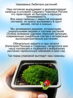 Смолёвка бесстебельная Маунд Сноуден многолетняя