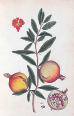 100 Flowers: One Hundred Postcards from the Royal Horticultural Society