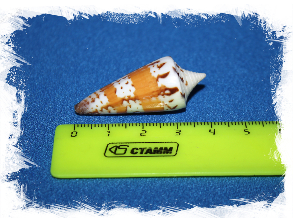 Конус Генералис (Conus generalis) 6,3см. 1шт.