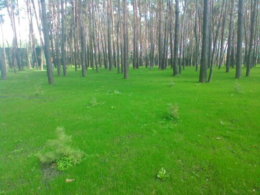 Ремонт газона