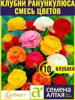 Ранункулюс луковицы многолетние - 10 шт. Микс цветов