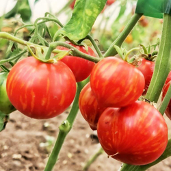 Пестролистные Помидоры Гендальф - Gandolf Variegated Tomato