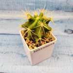 Ferocactus glaucescens (Ферокактус)