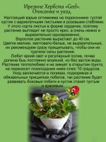 Ирезине Хербста Гел