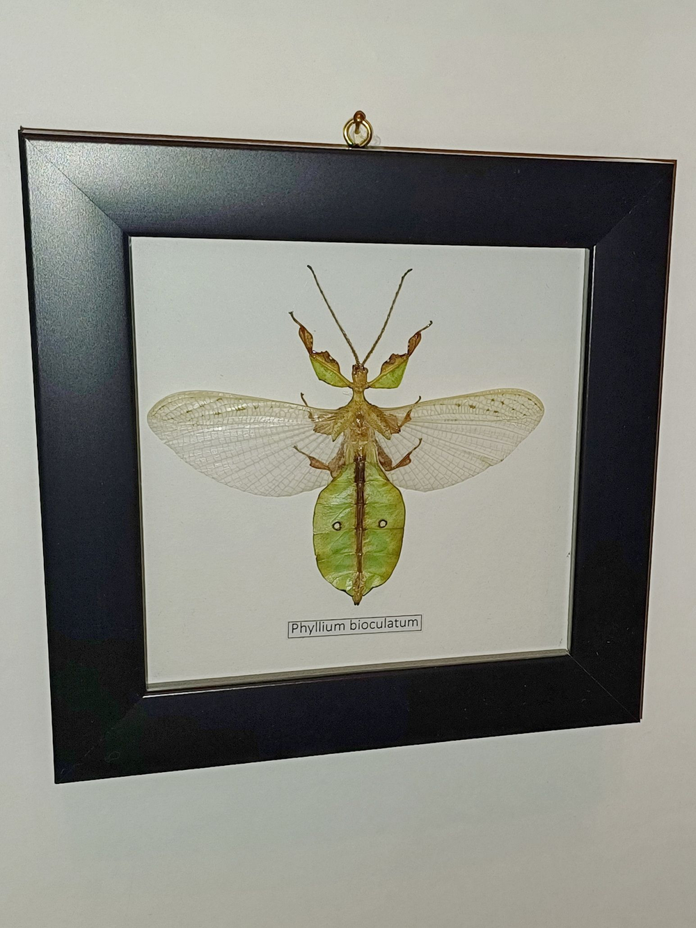Палочник листовидный Phyllium bioculatum в рамке