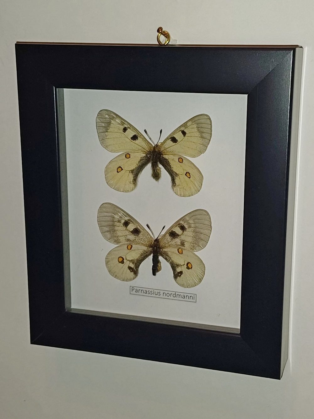 Бабочка Parnassius nordmanni пара в рамке