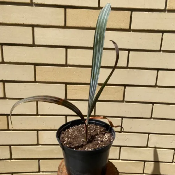 Бисмаркия Bismarckia Nobilis 40 см