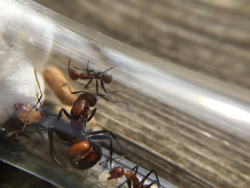 Camponotus nicobarensis