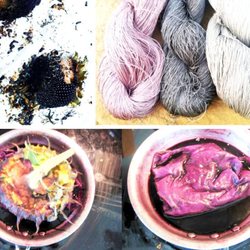 Чёрные Подсолнухи Племени Хопи - Hopi Black Dye Sunflower