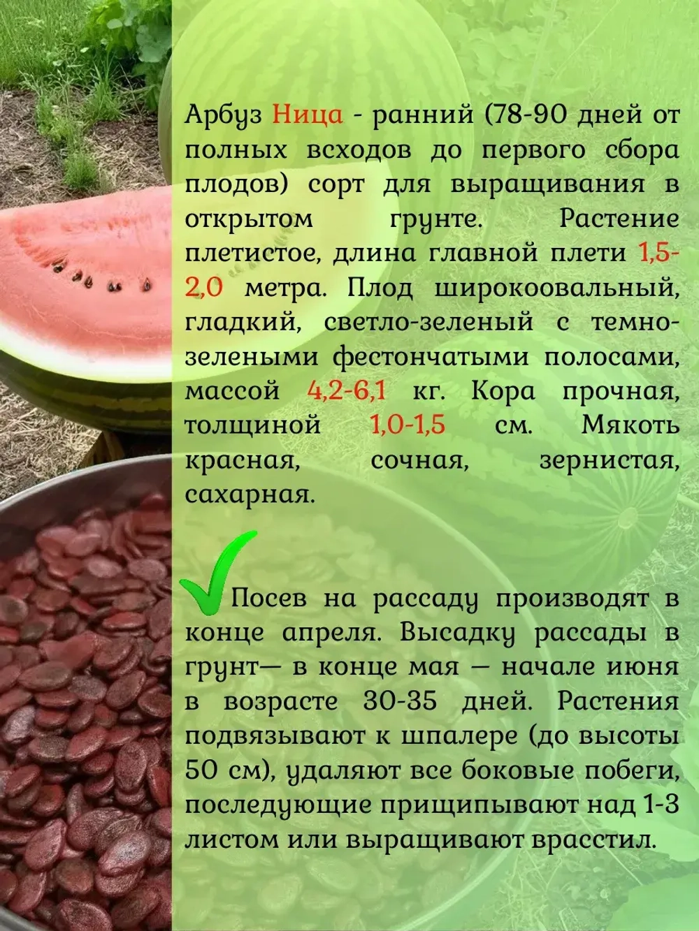 Семена Арбуз набор