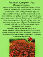 Эхинацея Ред пурпурная многолетняя