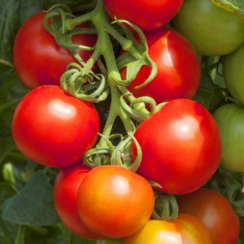 Помидоры Тамина Яблонька России - Tamina Tomato