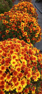 N188 BOREALIE ORANGE