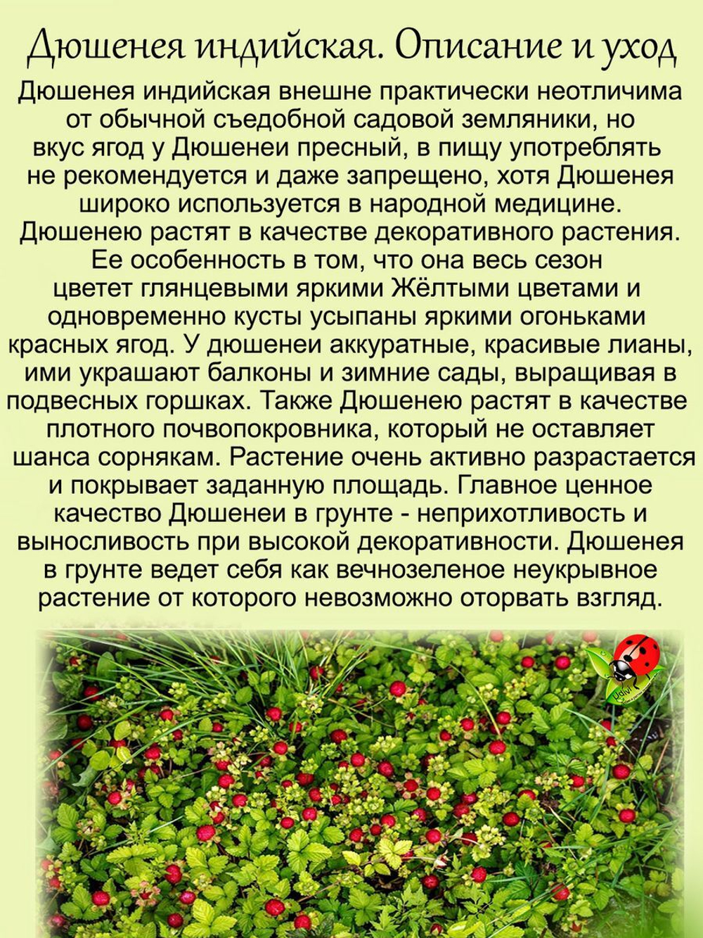 Дюшенея Лапчатка индийская земляника многолетник