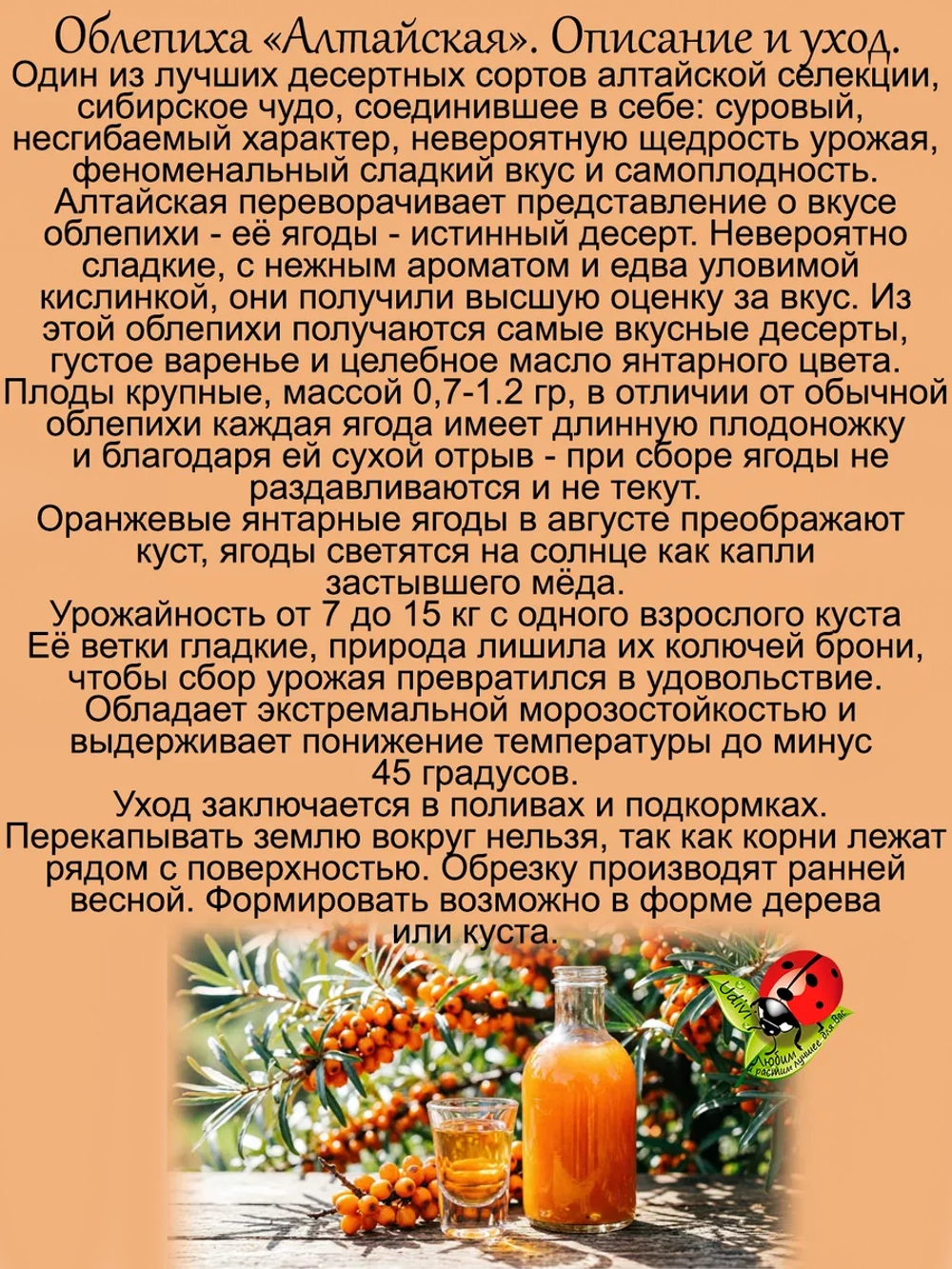 Облепиха Алтайская бесшипая самая сладкая