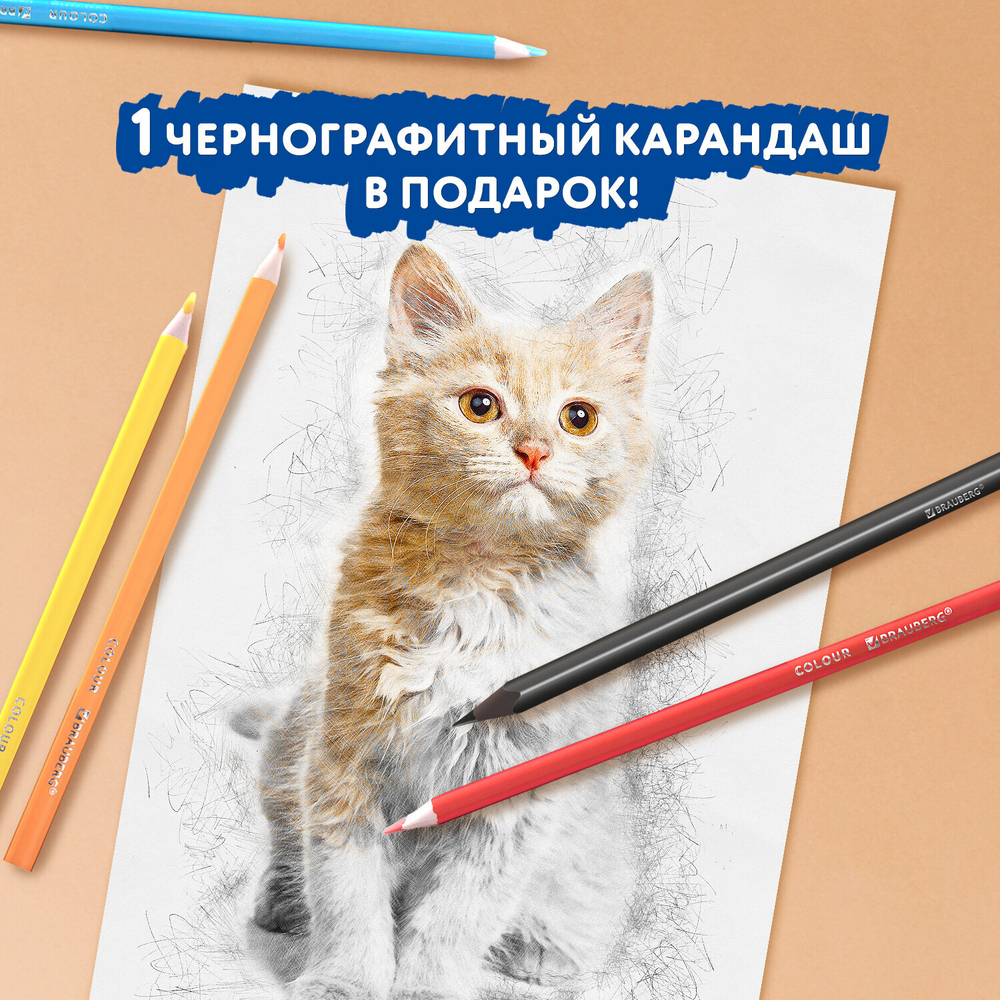 Карандаши цветные пластиковые, BRAUBERG PREMIUM 12 цветов + 1 чернографитный карандаш, трехгранный корпус, грифель 3 мм, 181936
