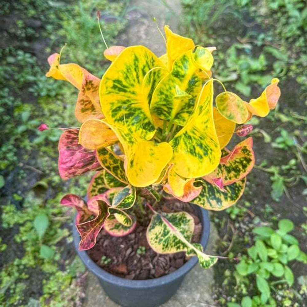 Кротон PIXIE BEE – PHUMMARIN (V59)