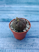 Суккулент Euphorbia Obesa (Эуфорбия)