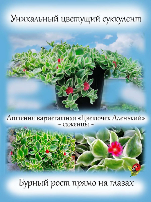 Аптения вариегатная Цветочек Аленький Мезиамбриантемум