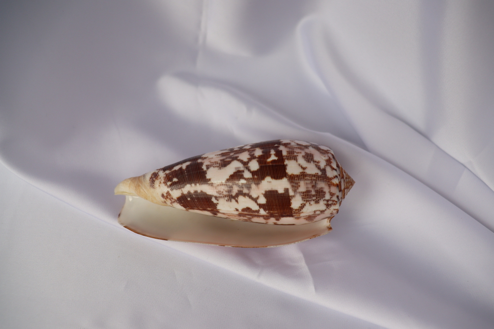 Конус Стриатус (Conus striatus), 12,5см, 1шт
