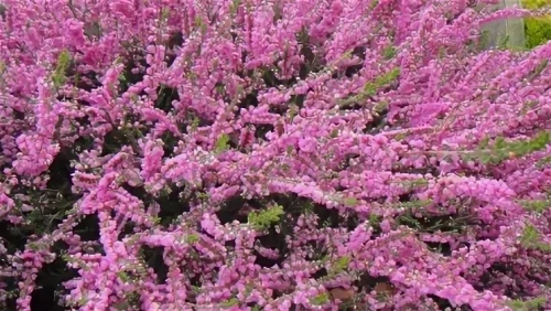 Вереск (лат. Calluna) видовой обыкновенный