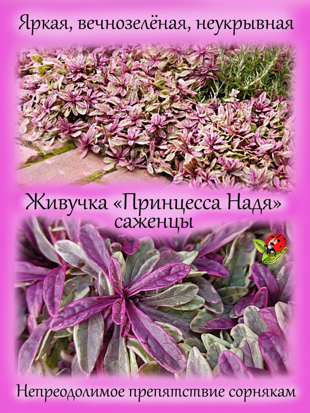 Живучка Принцесса Надя розовая аюга почвопокровник