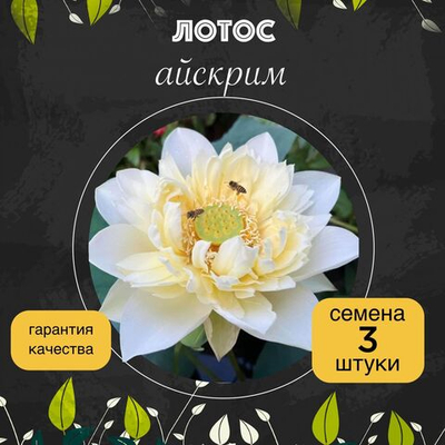 Лотос орехоносный "Айскрим" семена 3 штуки