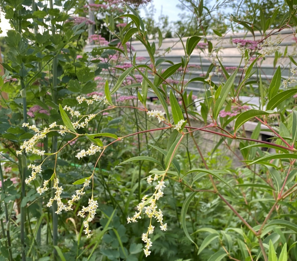Горец растопыренный. Polygonum divaricatum.