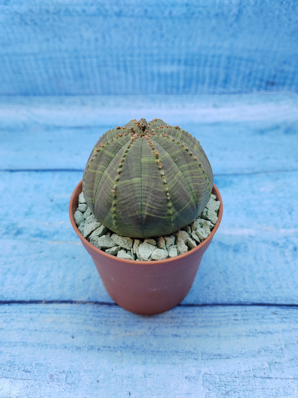 Euphorbia Obesa (Эуфорбия)