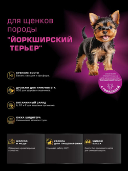 Корм сухой для щенков породы Йоркширский терьер, с говядиной, 12 кг, QUATTRO